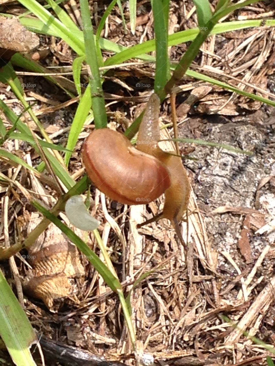 Snail garden