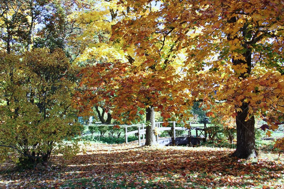 View of forest during autumn