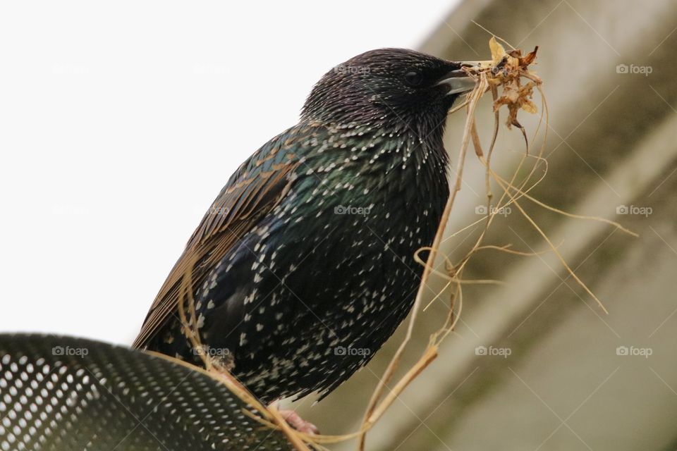 Starling 