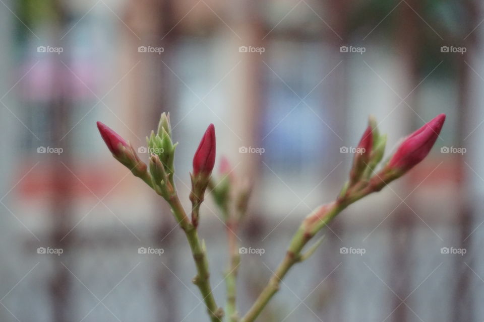 Nerium oleander flowers sprout