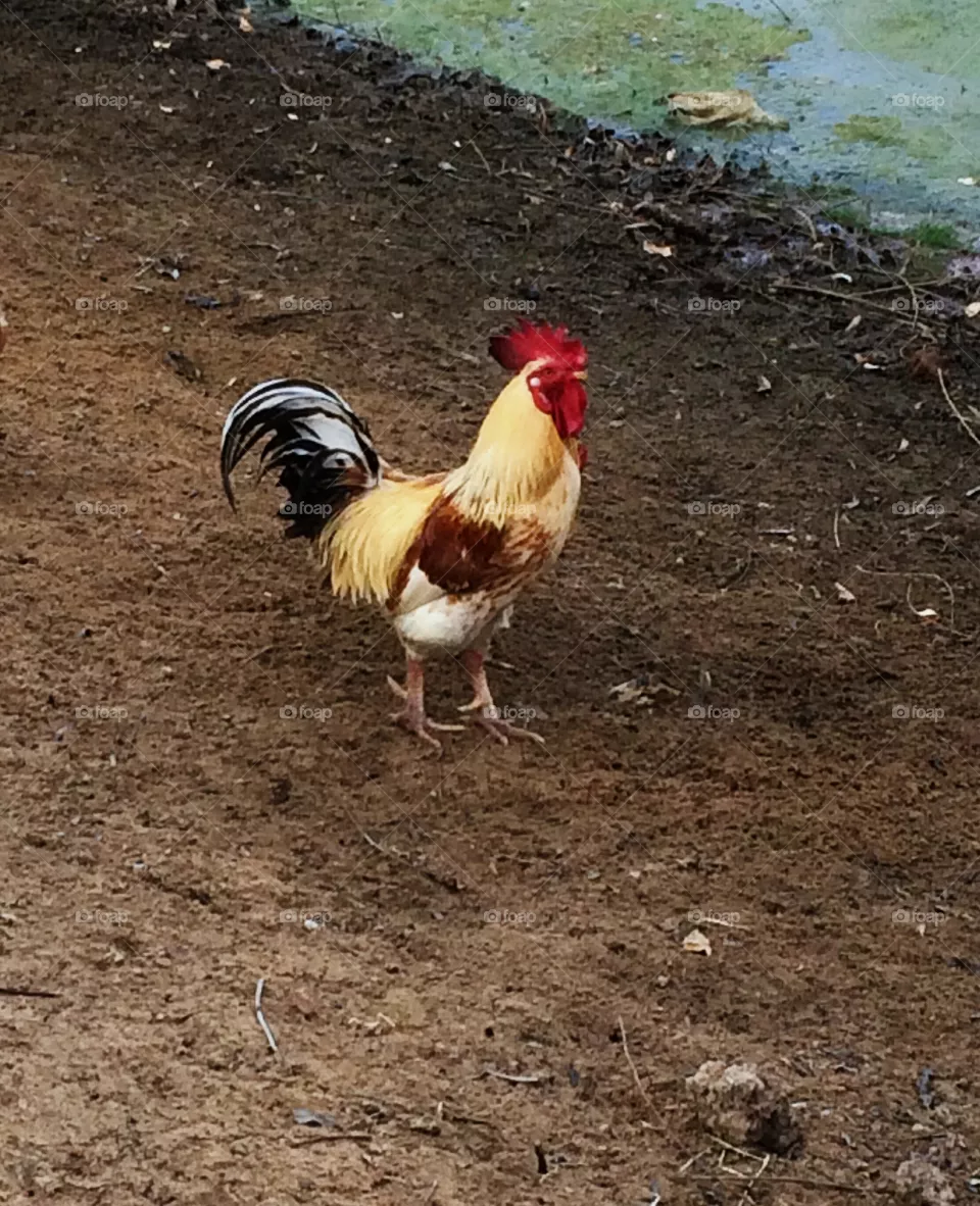 Cock