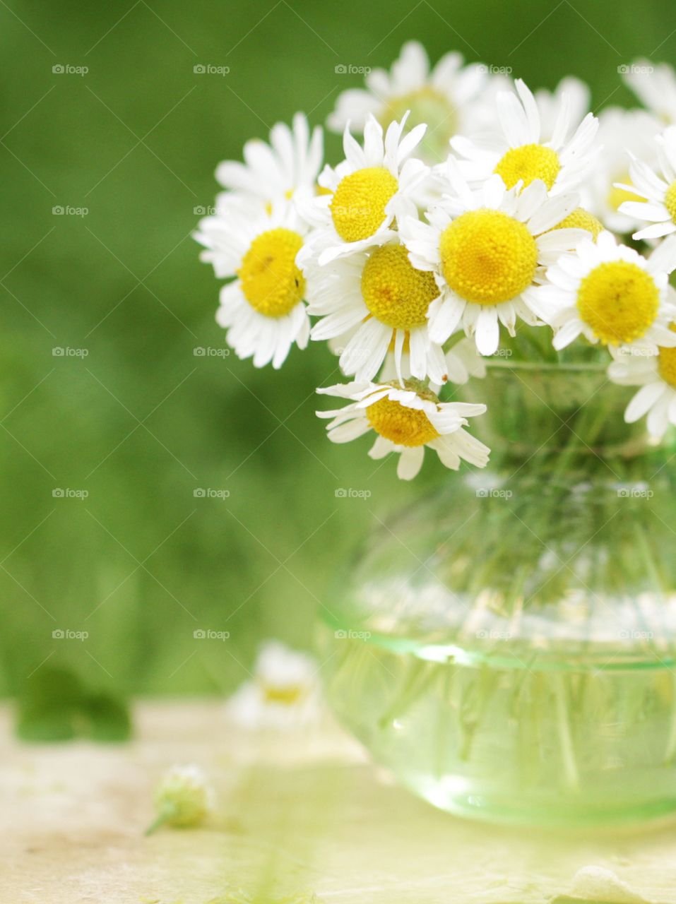 Chamomile 