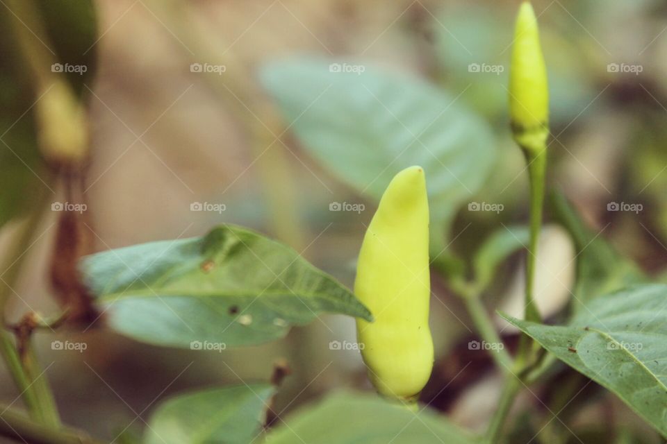 jadilah cabai walau satu tapi berpengaruh