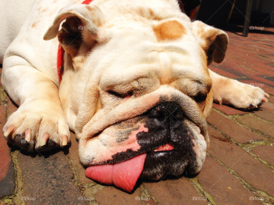 dog sleeping tired pet by photosteron. dog sleeping tired pet by photosteron