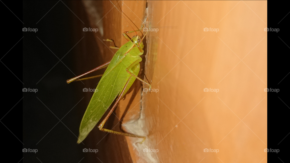 Grasshopper on a door