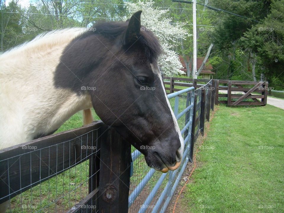 Horse at fence