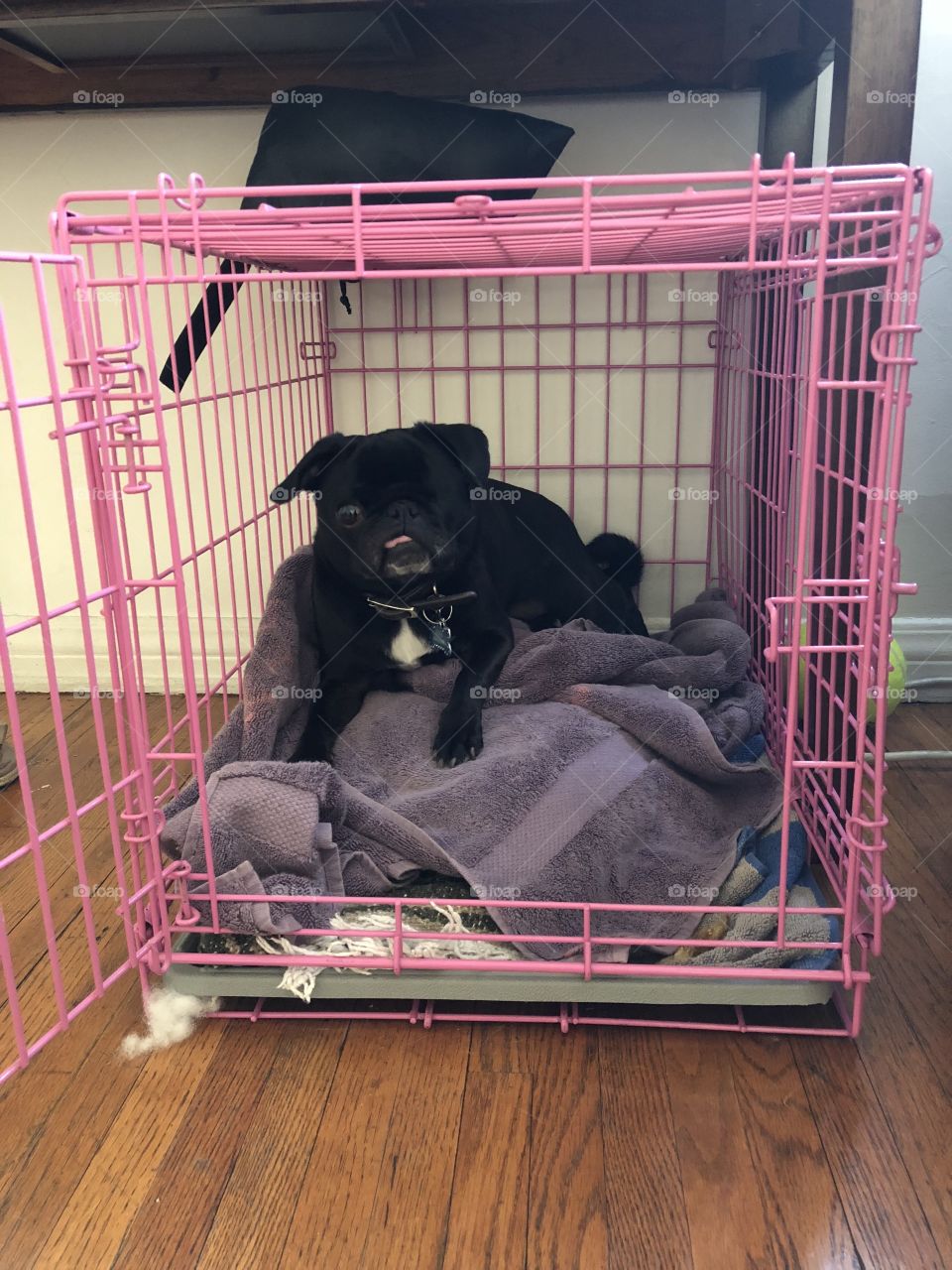 Pug in crate