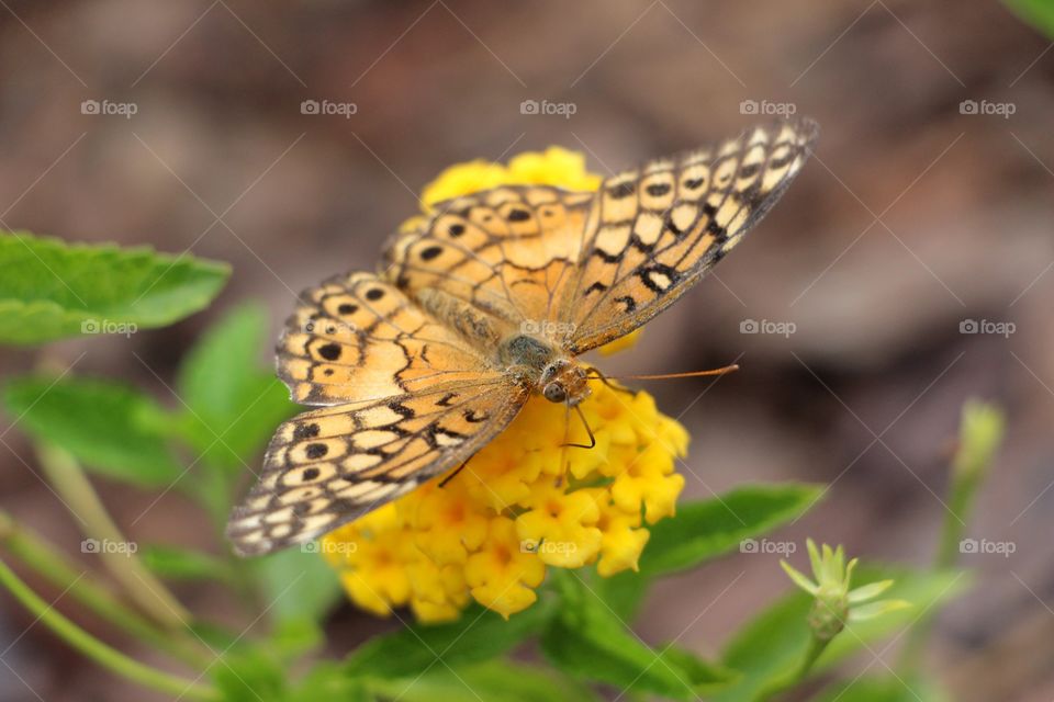 Beautiful butterfly 