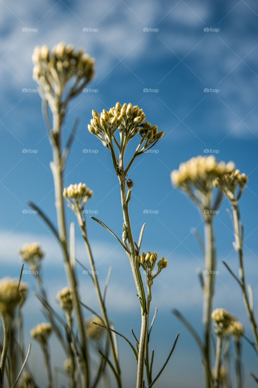 Curry Plant Flower