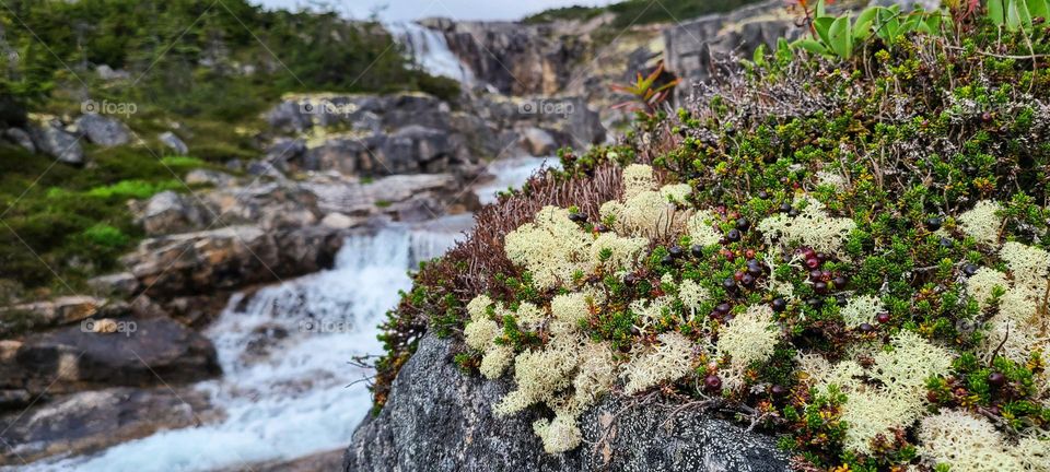 Plants in the northern Tundra
