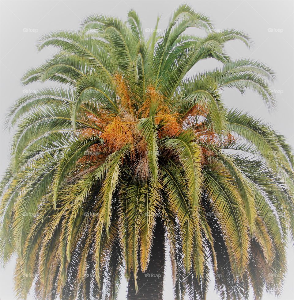 California palm tree