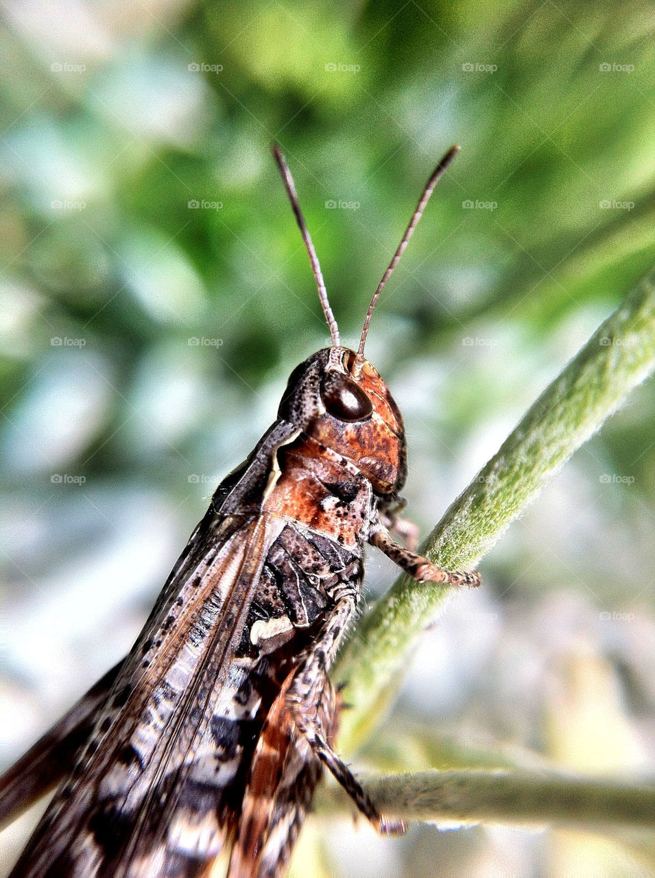 macro sommar närbild gräshoppa by ka71