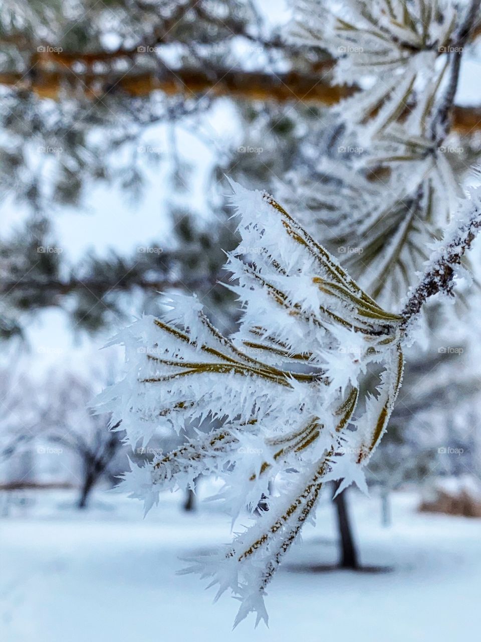 Frost covered branches