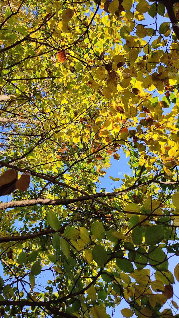 Tree, with leaves. looking up