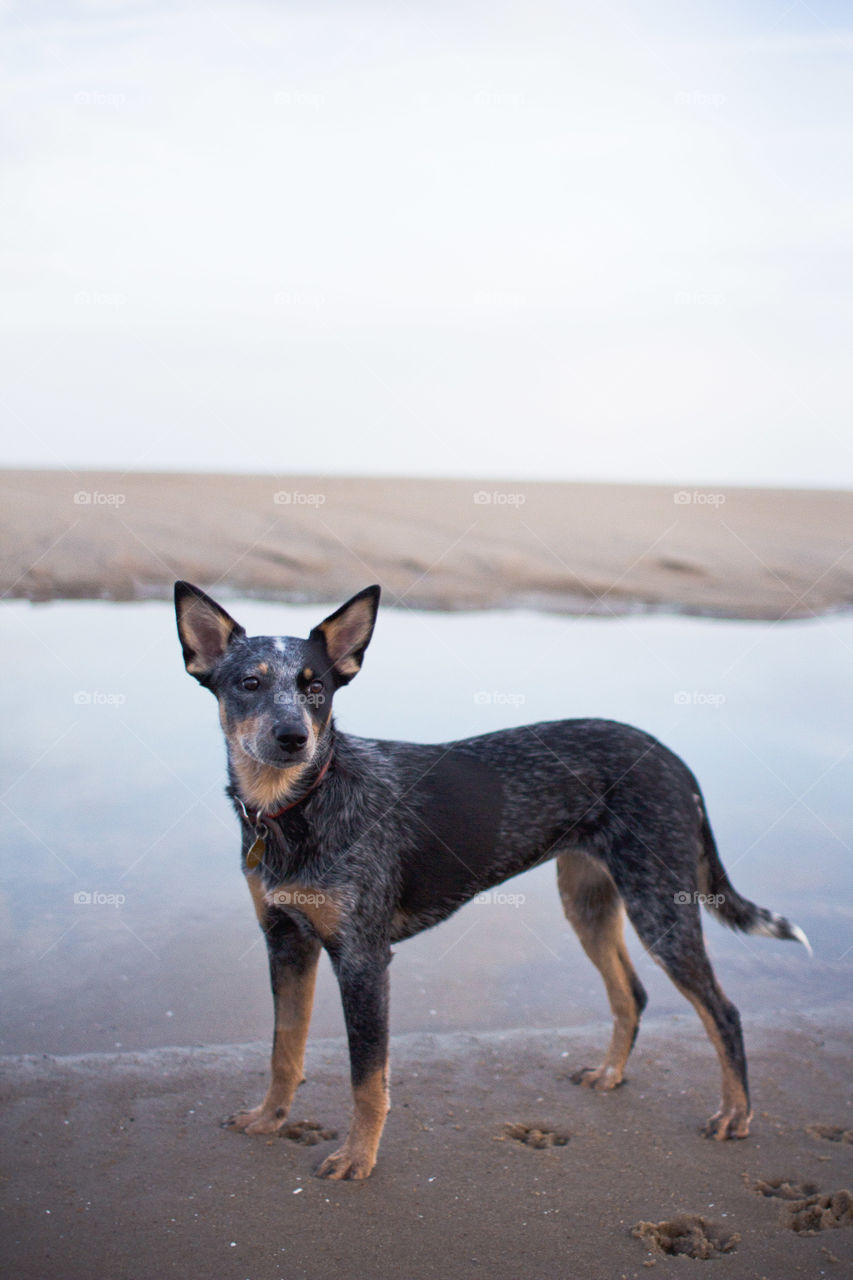 Dog, No Person, Mammal, Canine, Cute