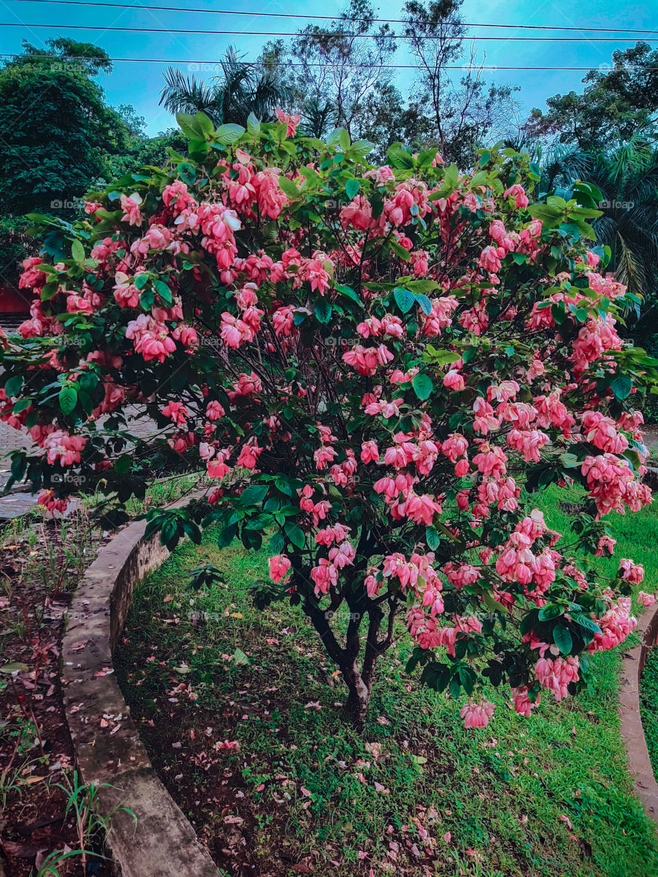 very beautiful flower tree in this tree flowers are very beautiful