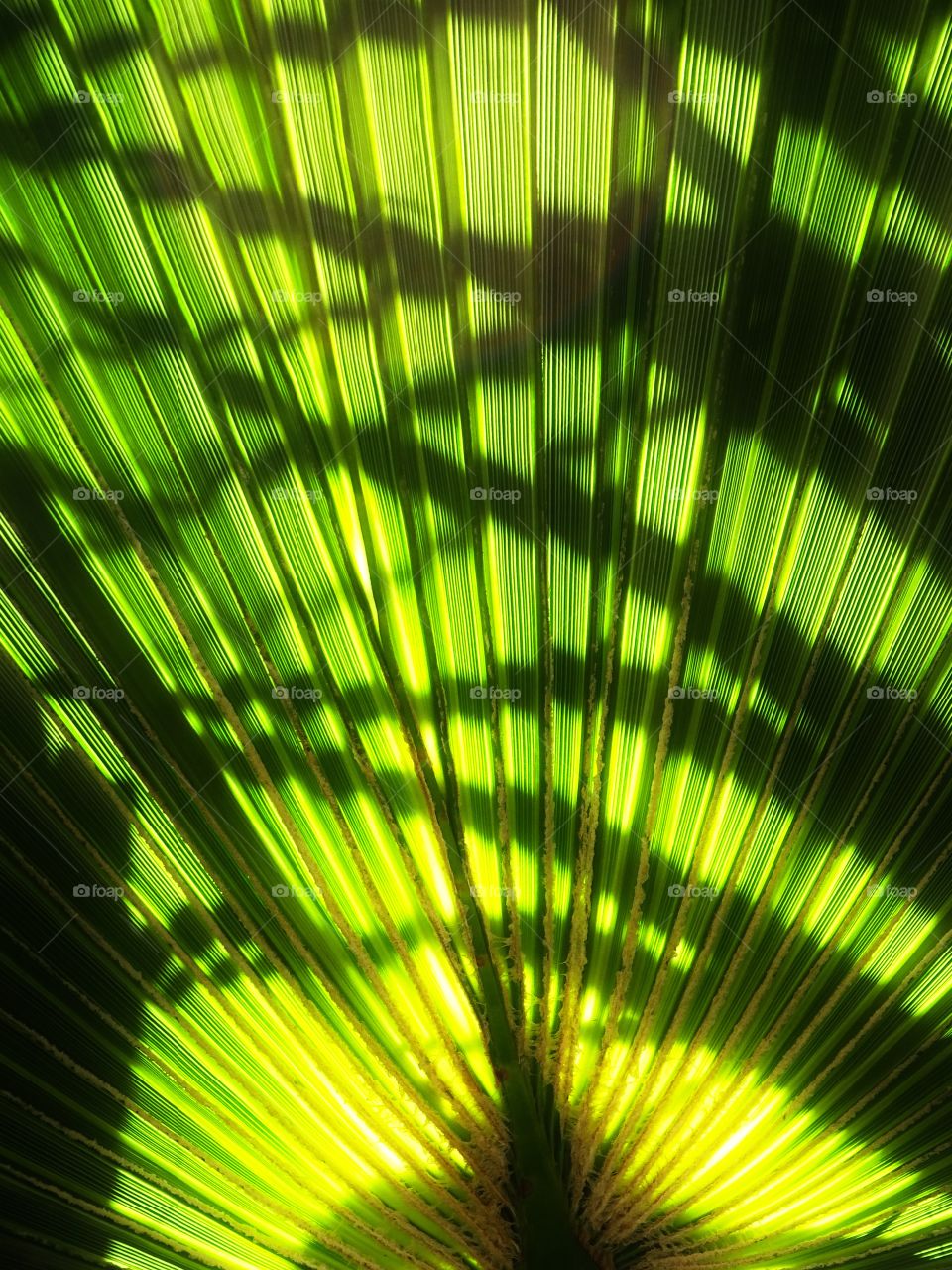 Green I want you green