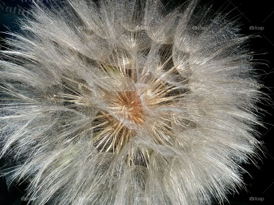 Dandelion