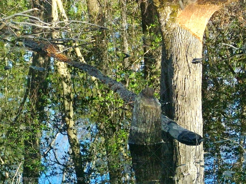 Wood, Tree, Nature, Bark, Outdoors