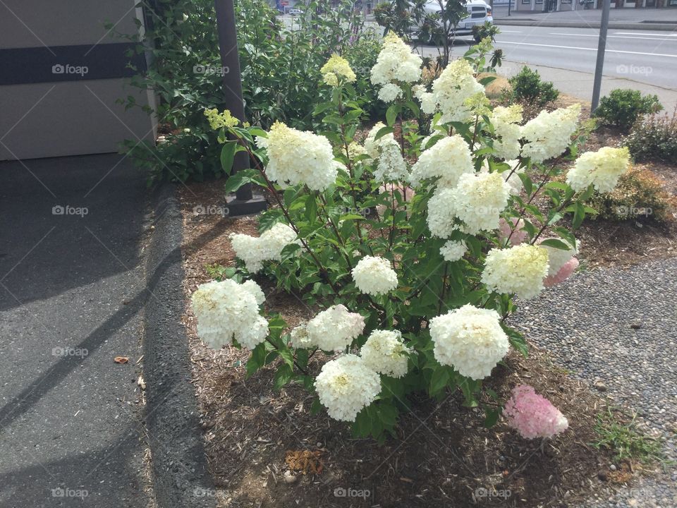 Hydrangeas in the City Garden 