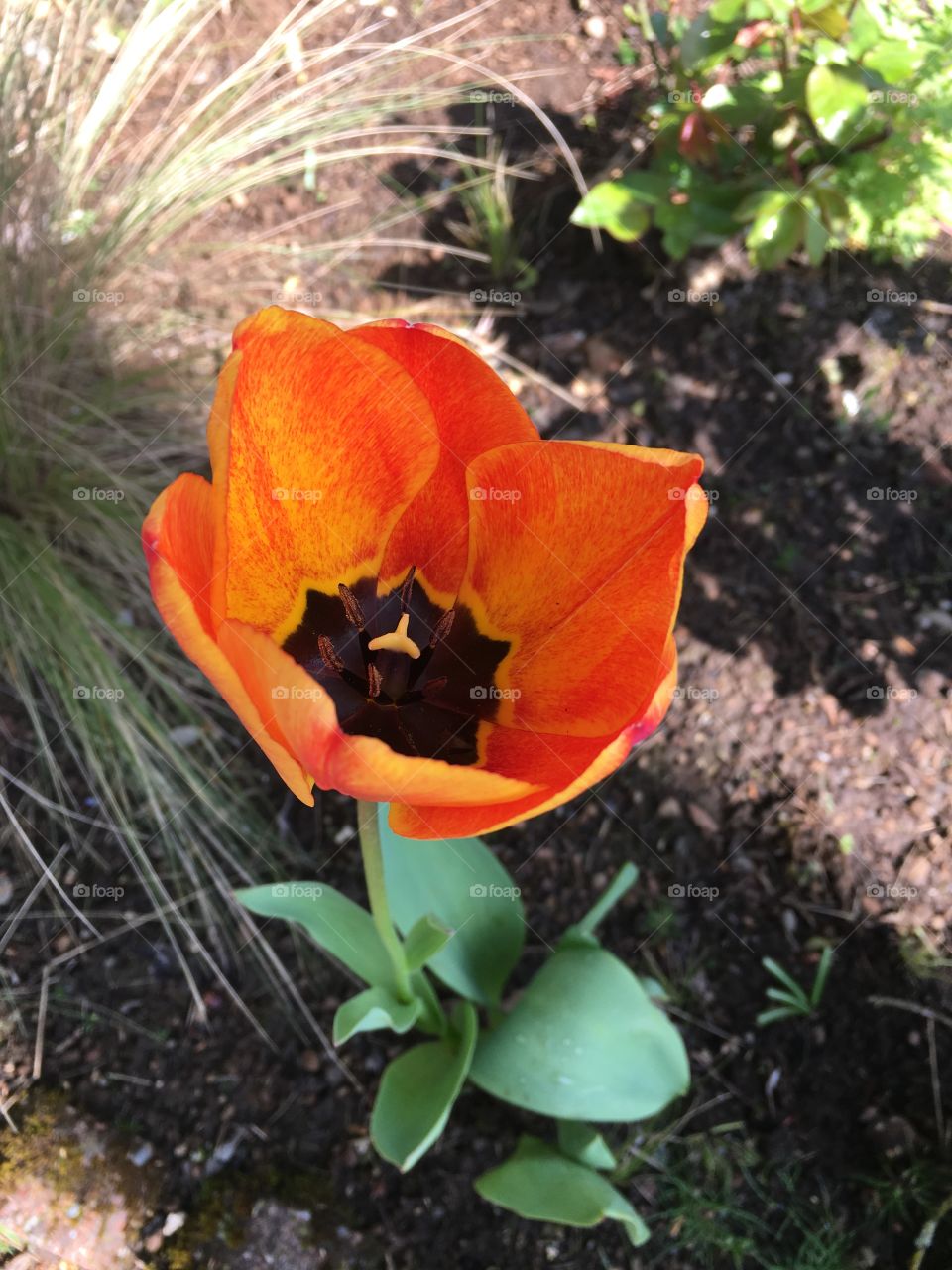 Orange tulip. 