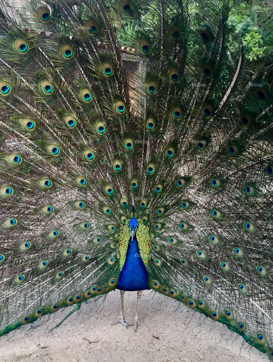 A peacock taking selfie of his own feathers? This can only be because the face between us goes unnoticed! / Um pavão tirando selfie das próprias penas? Só pode ser isso, pois do rosto, cá entre nós, passa despercebido!