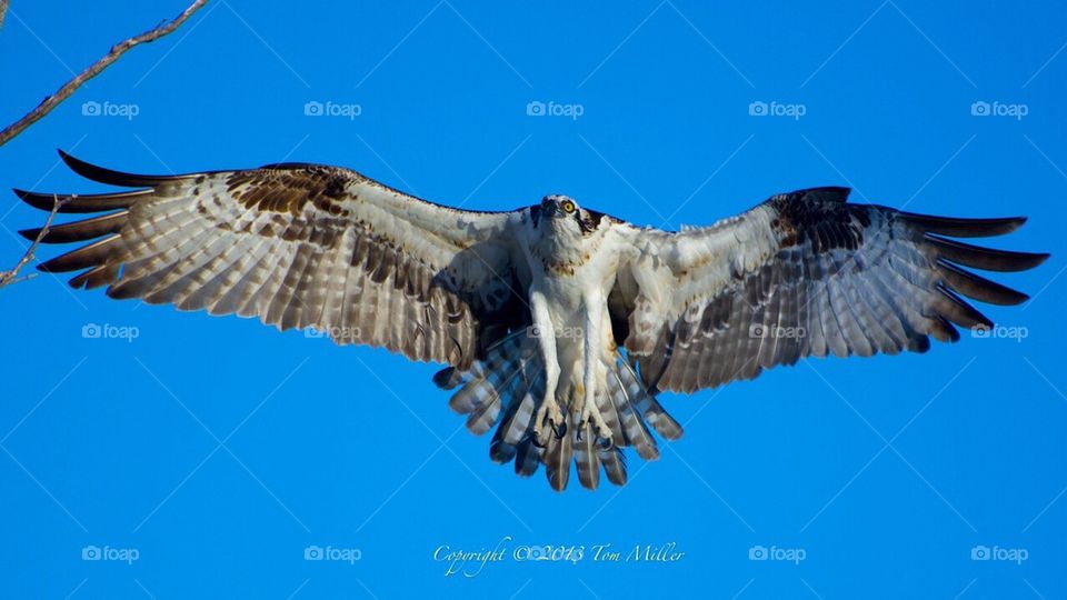 fish hawk lovers key osprey by tfmiller