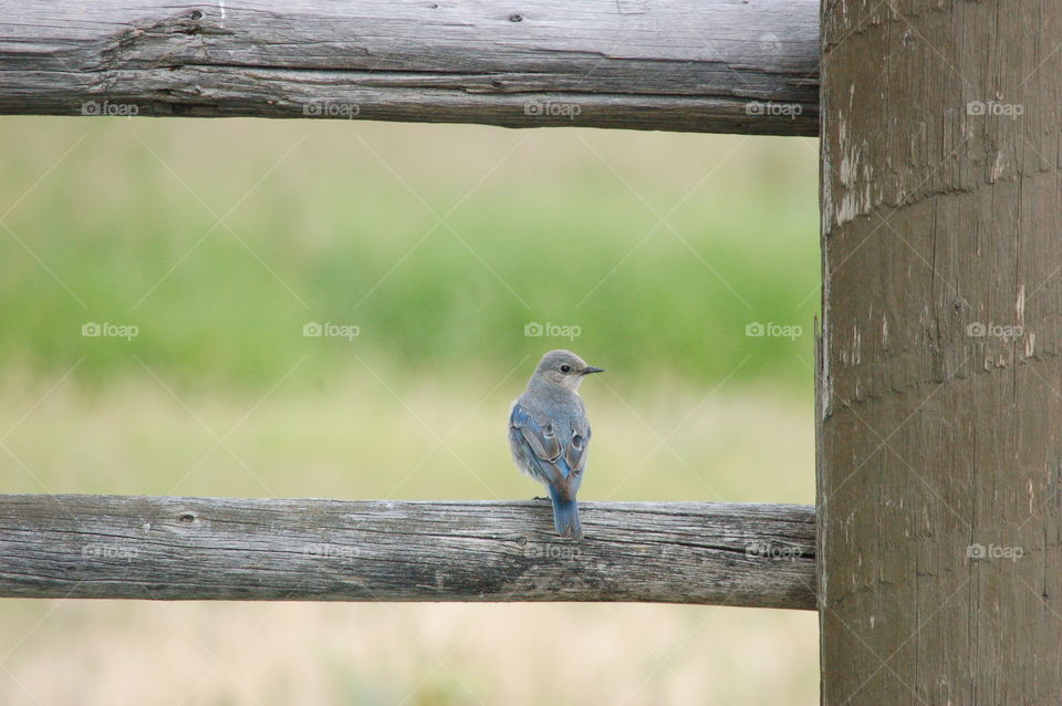 Mountain Bluebird on Fence . Mountain bluebird perched on a fence on Mormon Row in Grand Teton National Park