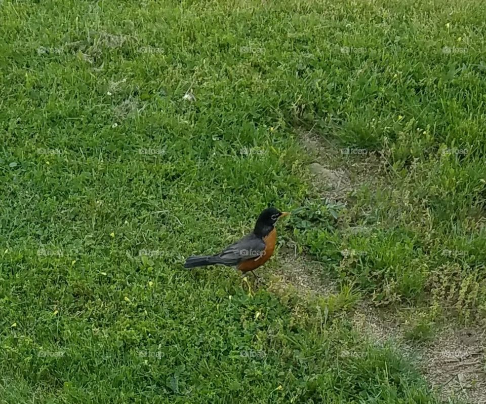 Red Robin in the grass