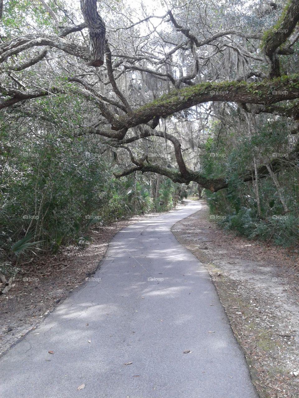 Tropical Walking Trail Trees & Foliage, Palm Coast, Florida FL