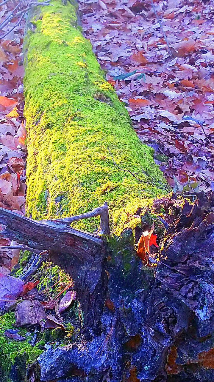 sunshine on tree with moss