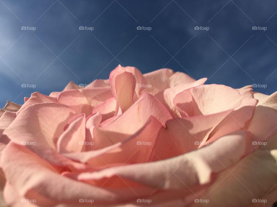 Close-up of pink rose against sky