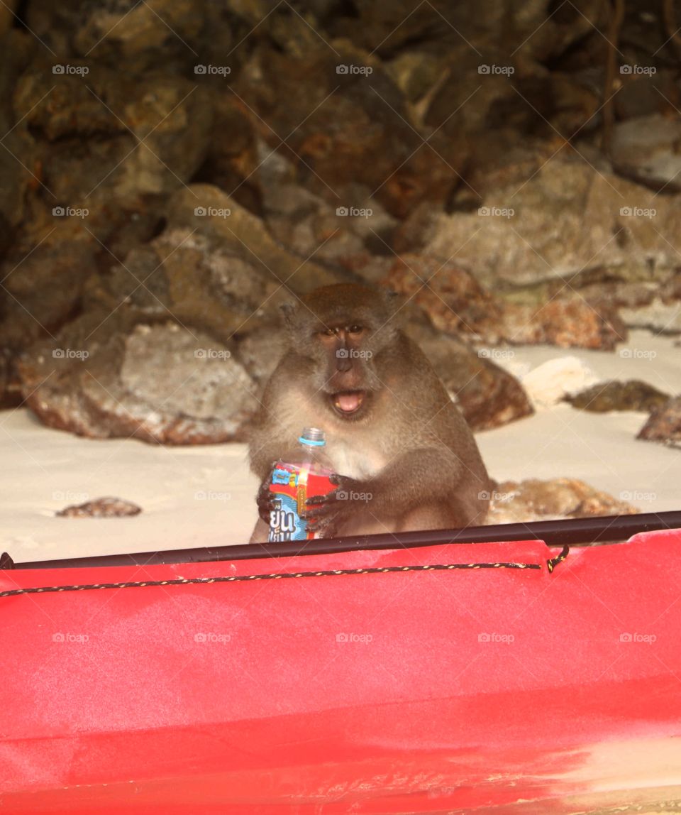 Monkey Beach near Phi Phi Thailand was such an amazing experience. These monkies were so funny.