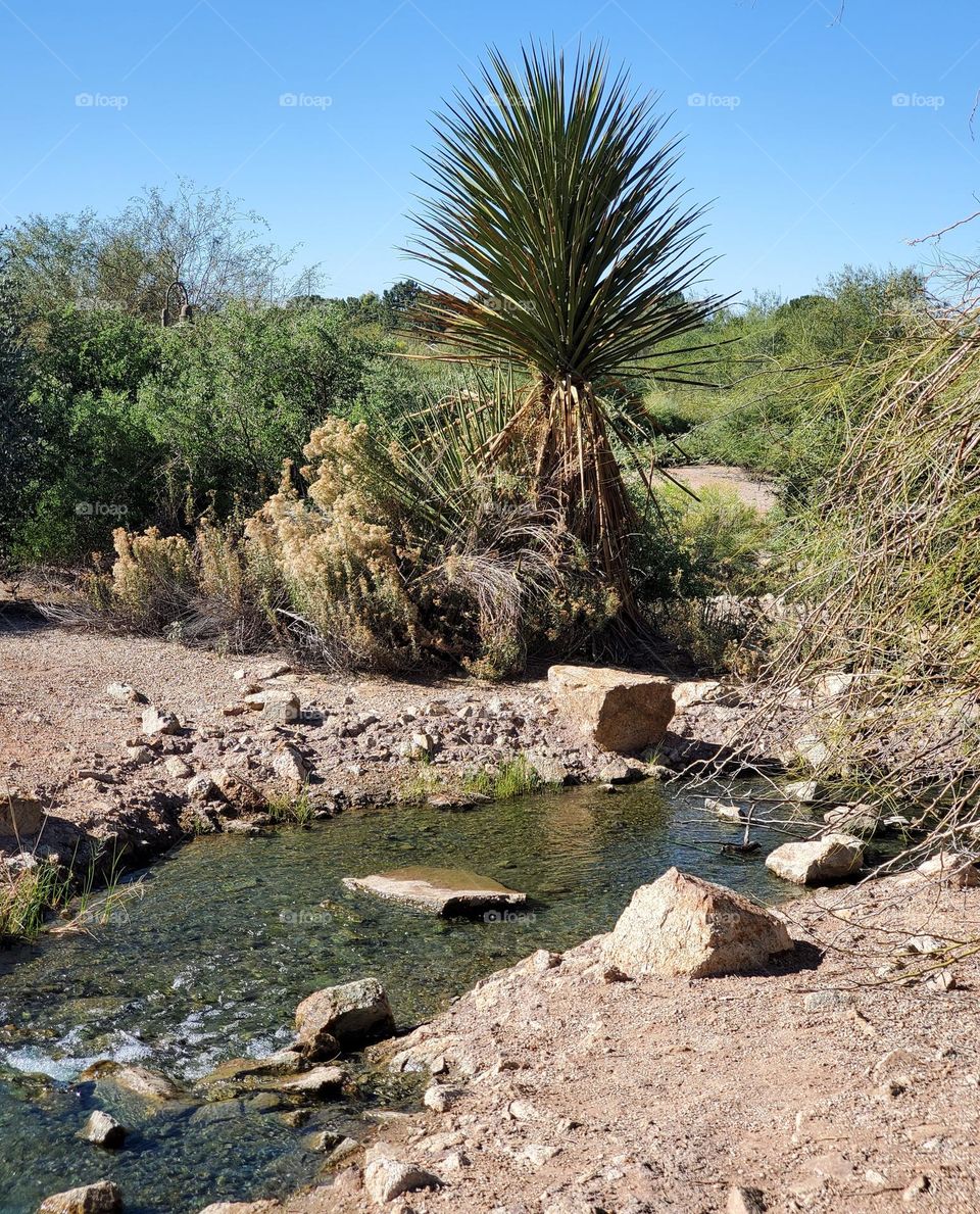 Sonoran Desert in Arizona