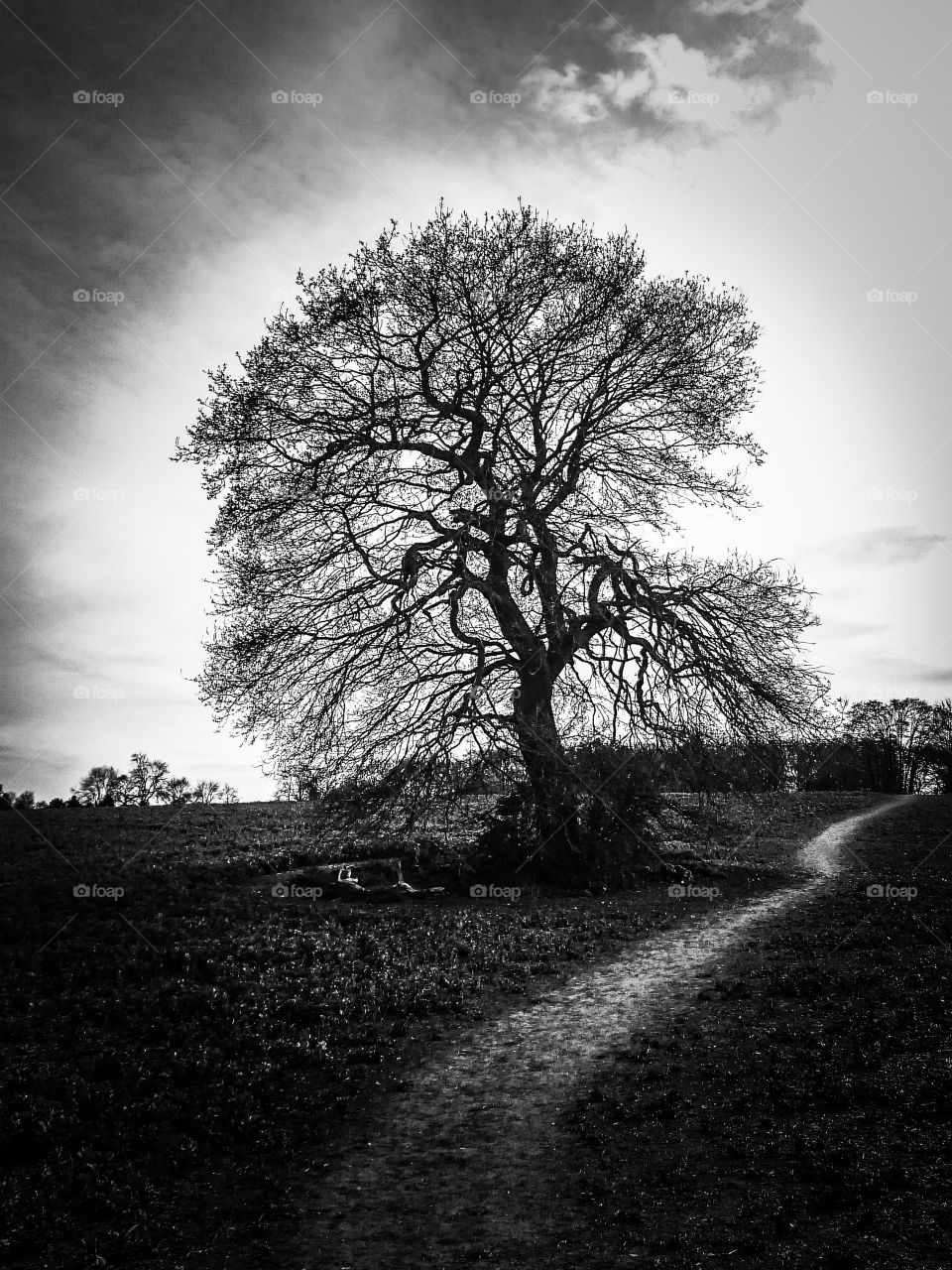 Black-and-white Tree