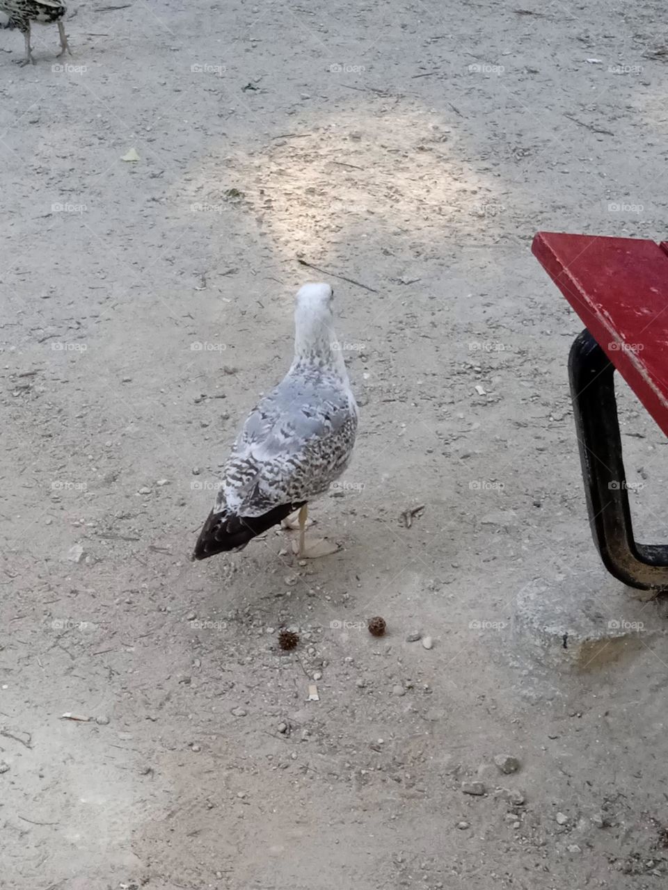 Seagull at "Palacio de Cristal" park in Porto