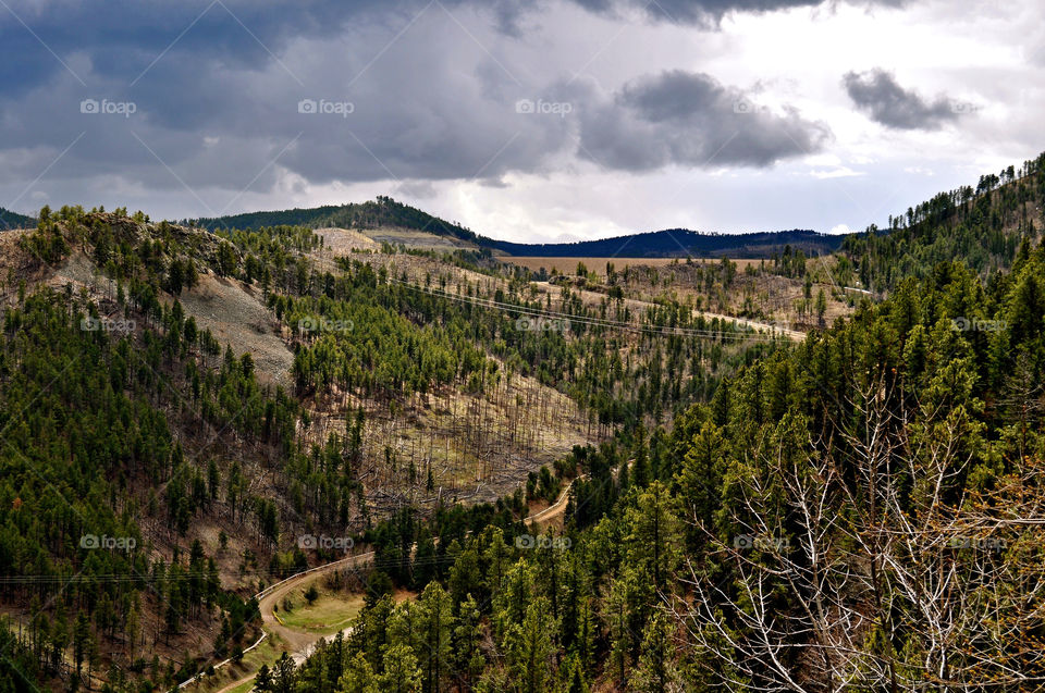 trees black hills deadwood south dakota by refocusphoto