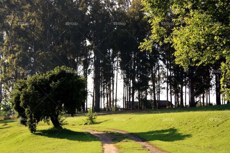 farm in the drakensberg. South Africa