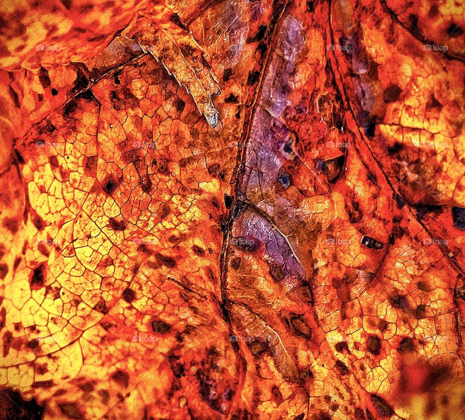 Inside An Autumn Leaf