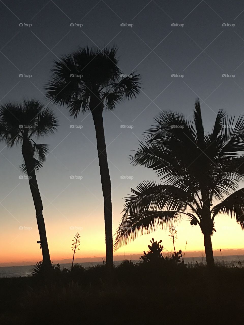 Sunset behind palm trees 