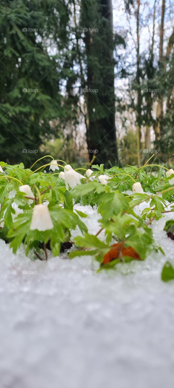 Anemonen im Schnee