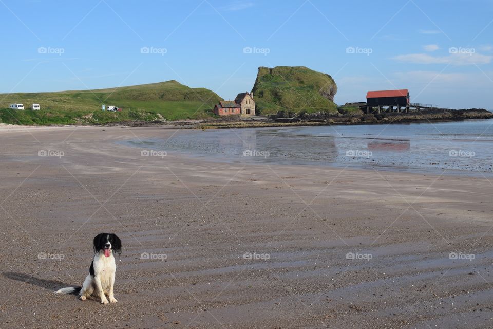 Clyde on the beach 