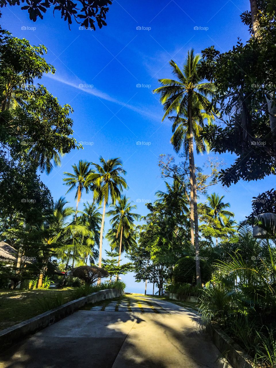 Palms island Koh Samui Thailand 