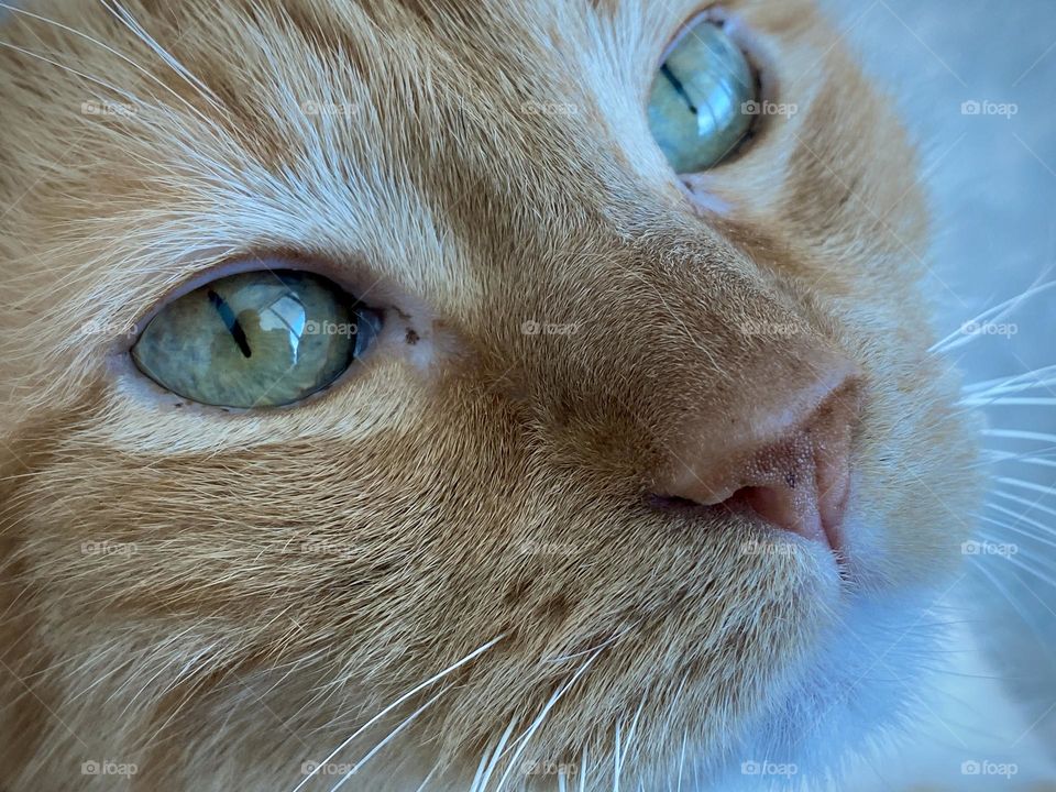 Close up photo of an orange cute cat looking up. 