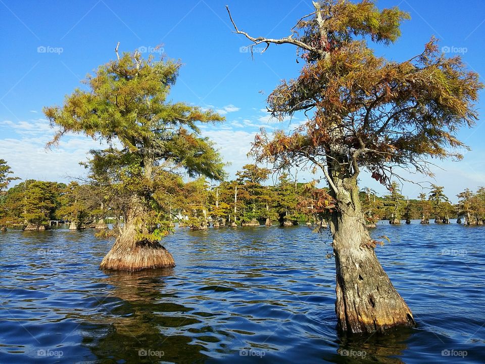 Cypress Trees in Tennessee