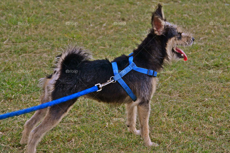 Dog standing on grass in park