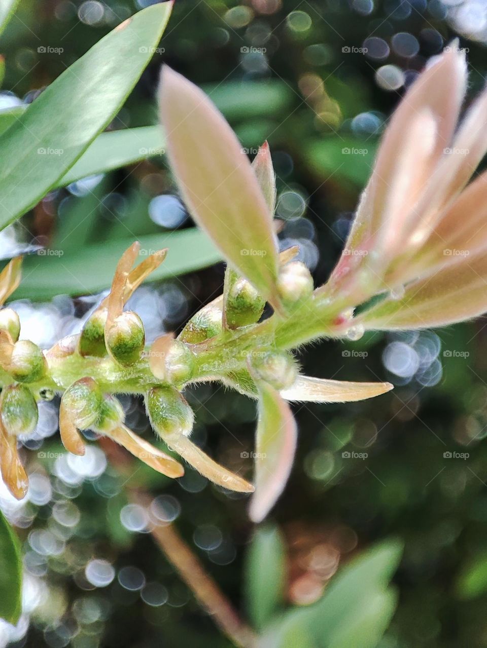 Bottle brush leaves