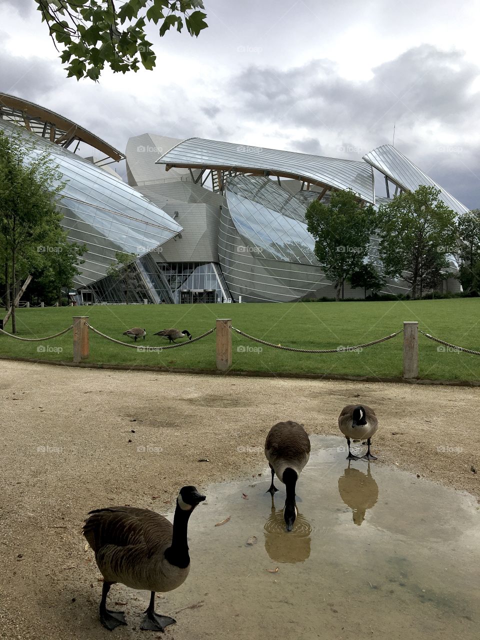 Ducks before modern Louis Vuitton Foundation 