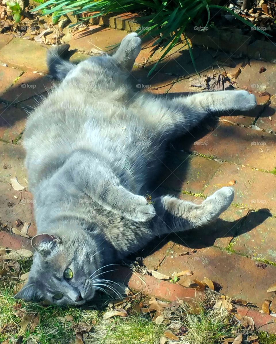 Cat lounging on sidewalk