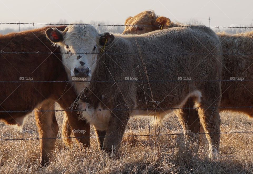 Cow close up